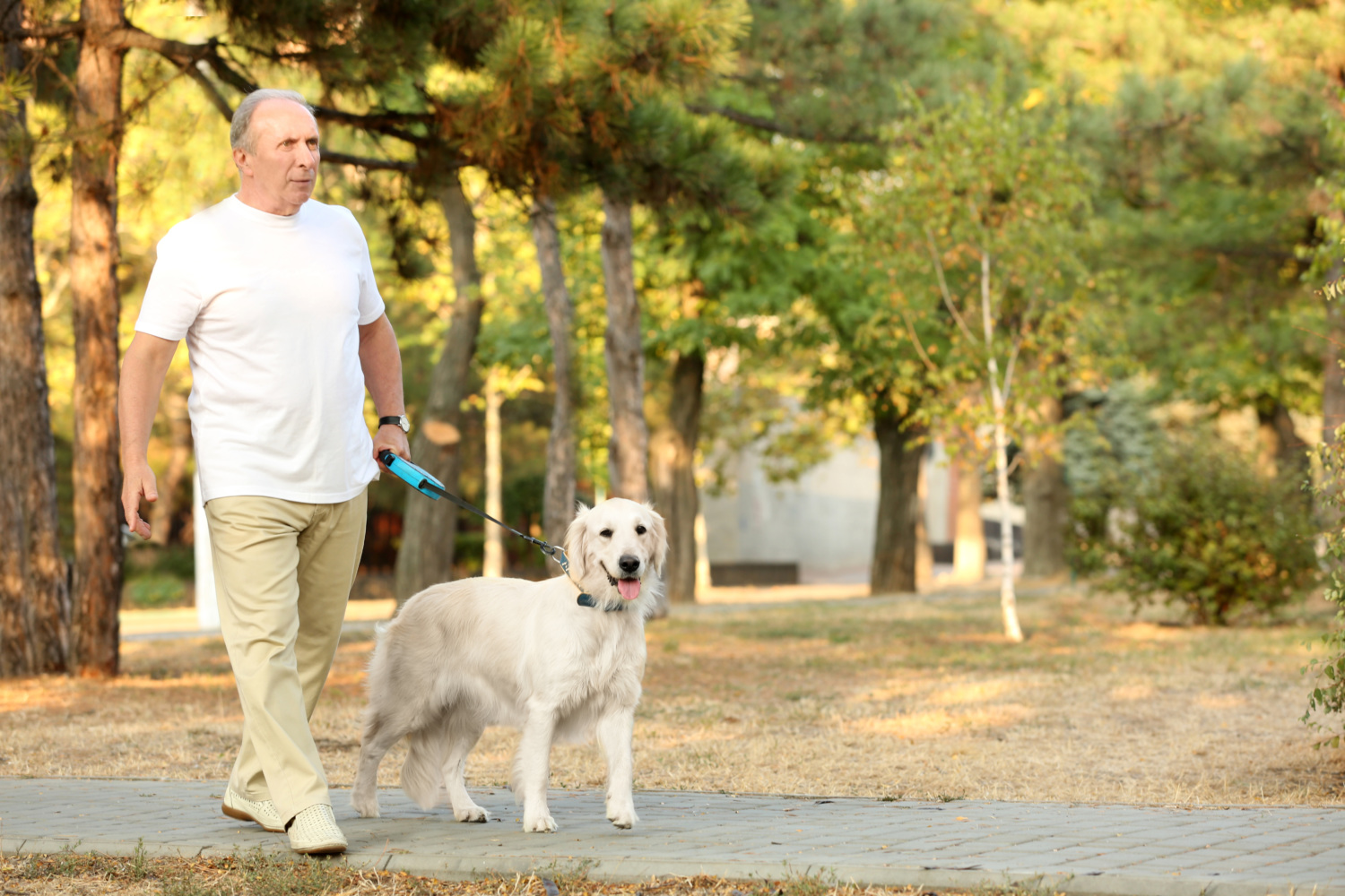 Walking Can Protect Dogs and Humans From Developing Dementia
