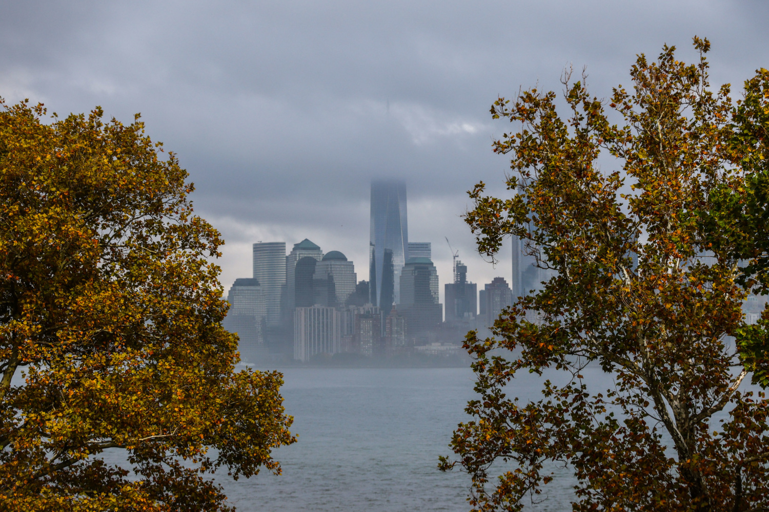 Climate Change Threatens Trees in Cities