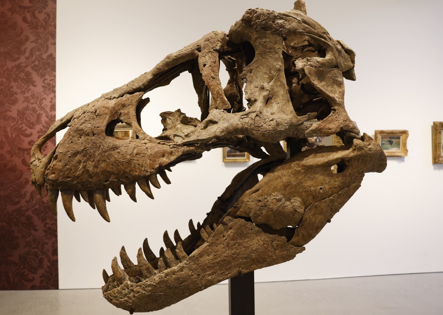 T Rex Skull Excavated in South Dakota Expected to Fetch $15 Million in New York Auction